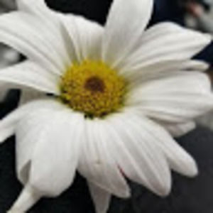 Meet your Posher, Bella